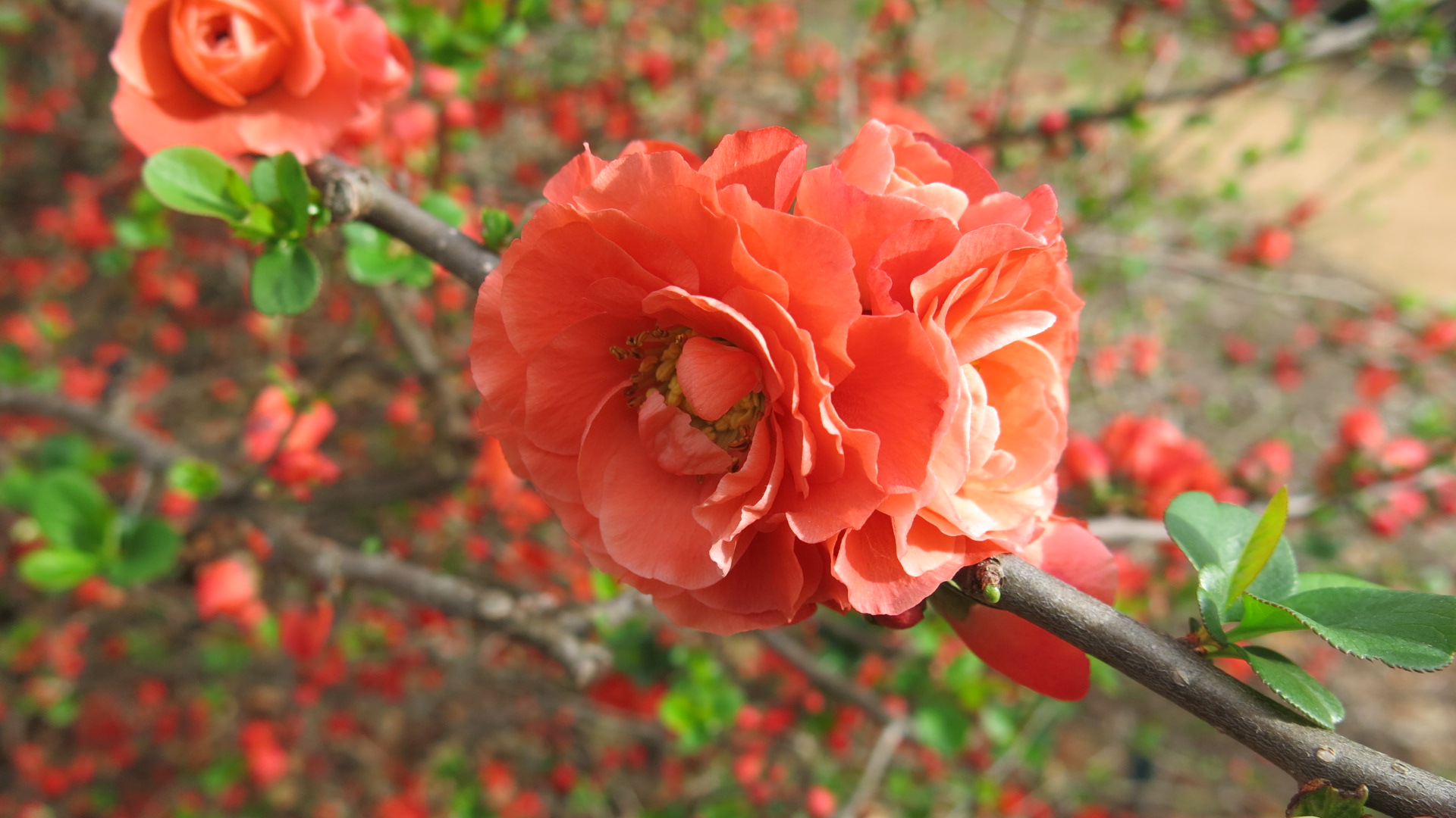 Chaenomeles 'Orange Storm'