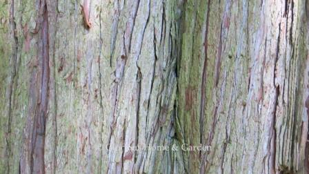 Chamaecyparis pisifera, Japanese falsecypress, gray, reddish-brown arranged in vertical strips.
