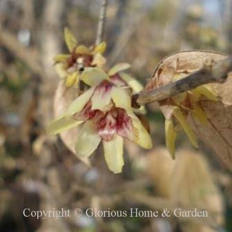 Chimonanthus praecox flowers are small with waxy pale yellow petals and a purple heart--but they pack a delightfully sweet fragrance.