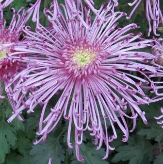 Chrysanthemum