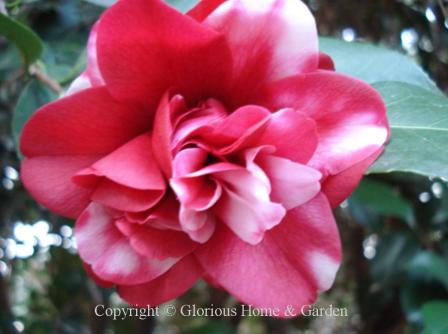 Camellia japonica 'Governor Mouton'