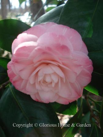 Camellia japonica 'Grace Albritton'