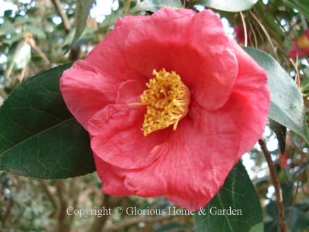 Camellia japonica 'Lady Clare' is a deep pink, semi-double form.  1859.