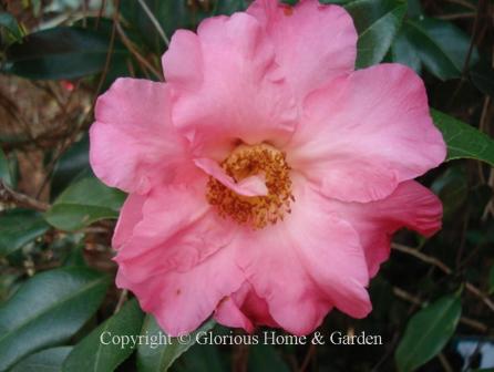 Camellia japonica 'W. C. Wyatt.' Large pink semi-double form, ruffled petals.