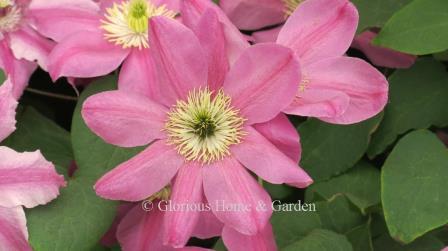 Boulevard® ‘Alaina™,’ is bright pink with darker center bars that soften with age.  A compact grower to 4-5.’