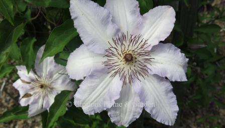 Clematis 'Clair de Lune' is a beautiful large-flowered clematis named so because it seems to reflect the light of the moon.  Nearly white, or a very pale lavender with darker ruffled lavender edges and purple stamens.