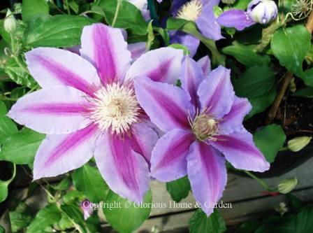 Clematis 'Dr. Ruppel' has large pale pink flowers with darker pink center bars and slightly ruffled edges.