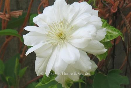 Clematis 'Duchess of Edinburgh' is a lovely double white variety that can grow 8-12’ in height.