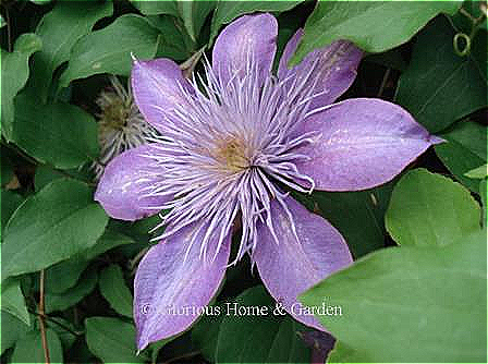 Clematis 'Fairy Blue,' also called ‘Crystal Fountain™,’ is a ’lovely violet blue with silvery-violet petaloids which seem to cascade over the flower as they mature.