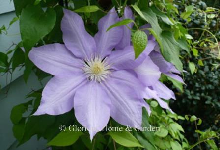 Clematis 'H. F. Young' has large soft lavender-blue flowers in spring on a vine that grows 8 to 10.’