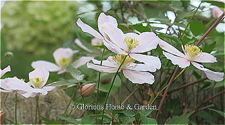 Clematis montana var. rubens