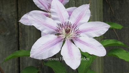 Clematis 'Nelly Moser' is a deservedly popular cultivar with its pale pink flowers that fade to near white, accented with deeper pink center bars and purple stamens.