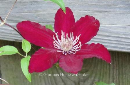 Clematis 'Rebecca' boasts some of the largest—and reddest—flowers yet developed in clematis.  Petals like velvet,  contrasted with light stamens make her a knockout.
