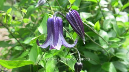 Clematis 'Rooguchi' is a hybrid between C. integrifolia and C. x durandii.  It has charming small-bell-shaped purple flowers edged in lavender.