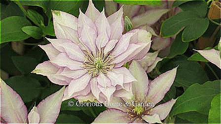 Clematis Boulevard® 'Samaritan Jo' has single to semi-double flowers in soft white with purple edges and grows to a compact size of about 3 to 4’ making it ideal for smaller gardens or containers.