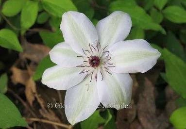 Clematis x patens 'Miss Bateman' is a large-flowered clematis blooming in spring in pure white with set off with purple stamens.