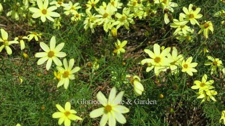Coreopsis verticillata 'Moonbeam'