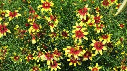 Coreopsis verticillata 'Route 66'