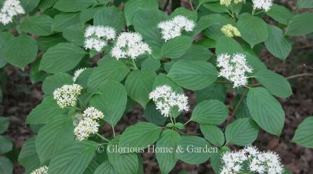 Cornus alternifolia, pagoda dogwood, grows in the natural spreading, layered habit of its branching giving it a tiered effect. White flowers appear in clusters in spring.