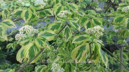 Cornus alternifolia 'Golden Shadows®' is a lovely variegated variety of pagoda dogwood with leaves of gold and green.