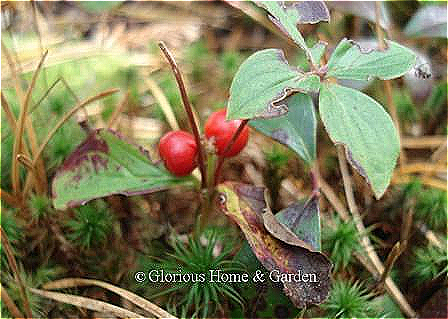 Cornus canadensis, bunchberry