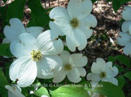 Cornus florida flowering dogwood in bloom