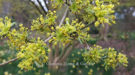 Cornus officinalis 'Spring Glow' is another excellent ornamental choice for bright yellow flowers in late February, interesting bark, edible red fruits, and maroon fall color.