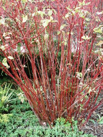 Cornus sericea bark