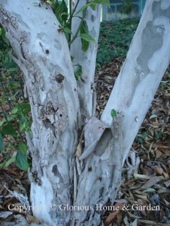 Cornus wilsoniana bark