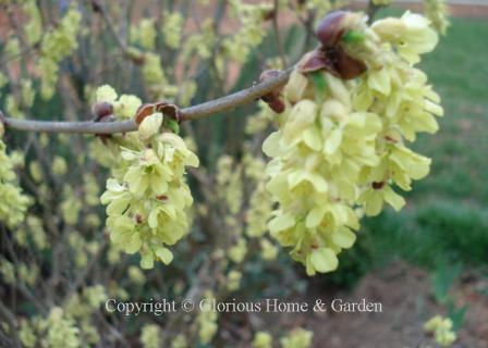 Corylopsis sinensis var. sinensis, Willmott winterhazel.  This is a beautiful shrub with slightly greenish, long clusters of fragrant pale flowers with red-tipped anthers which open from large brown buds that resemble hazelnuts