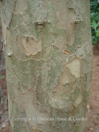 Crataegus marshallii, parsley hawthorn bark