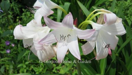 Crinum 'Pink Perfume'