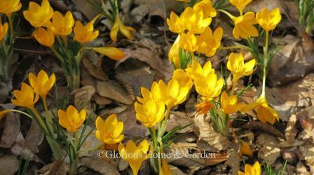 Crocus ancyrensis 'Golden Bunch' is an early bloomer in bright golden yellow.