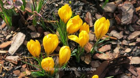Crocus chrysantha 'Dorothy' is an early blooming variety in bright yellow.