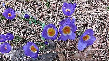 Crocus sieberi subsp. sublimis 'Tricolor' is a little purple crocus with a golden throat edged in whit.