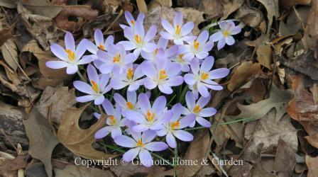 Crocus tommasinianus is an early blooming crocus in soft lavender-blue.