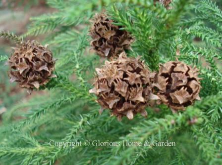 Cryptomeria japonica cone