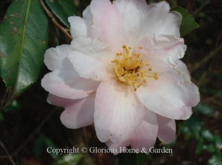 Camellia x vernalis 'Star-Above-Star' haswhite flushed with pale pink petals arranged in tiers that give it a starry look.