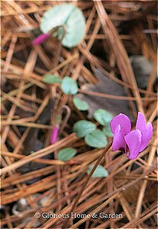 Cyclamen coum is a winter to early spring plant that grows from a tuber.  It blooms in shades to deep to pale pink, and white.  Excellent in a woodland setting with ferns, hellebores, snowdrops and primroses.