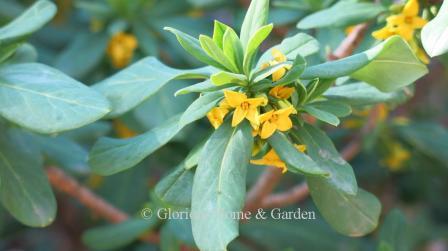 Daphne aurantiaca has bright deep yellow flowers that set them apart from the usual white or pink, but it still have the lovely fragrance one expects from a daphne.