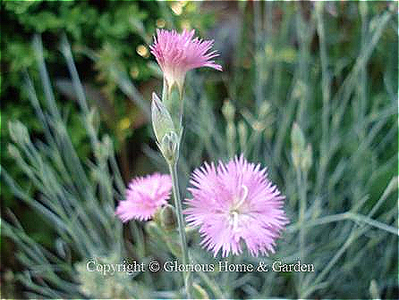 Dianthus plumarius 'Mountain Mist' has pale pink fringed flowers and blue-green foliage.