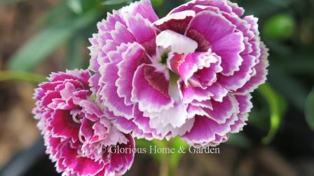 Dianthus Super Trouper 'Magenta+White'
