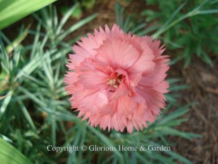 Dianthus x allwoodii