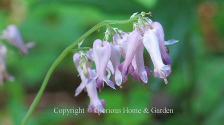 Dicentra eximia