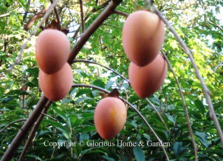 Diospyros kaki 'Pendula'