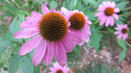 Echinacea purpurea 'Pow Wow Wild Berry'
