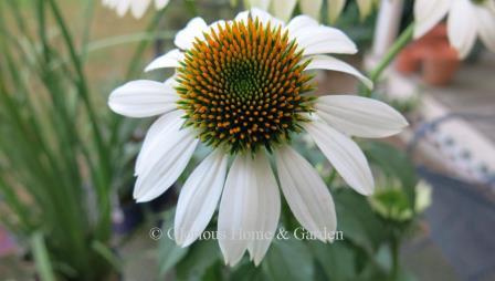 Echinacea purpurea 'White Swan'
