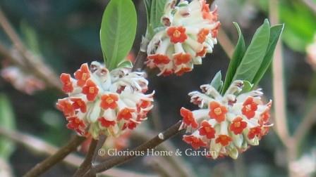Edgeworthia chrysantha 'Akebono' is an orange-flowered paperbush, which brings welcome color in winter.