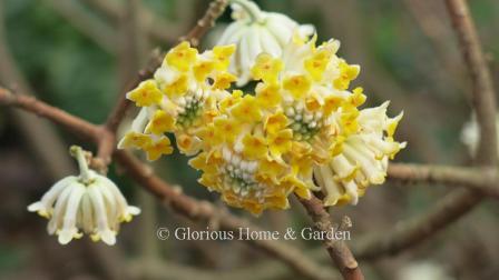 Edgeworthia chrysantha 'Winter Gold' has large white buds that open in winter to large, pendant clustered blooms that are white on the outside and sunny yellow on the inside.  Deliciously fragrant!