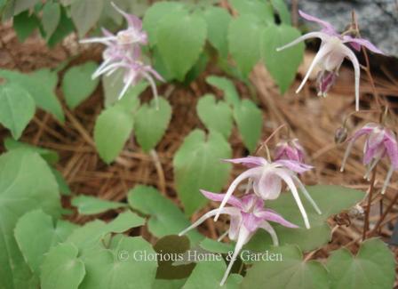 Epimedium grandiflorum 'Silver Queen'